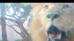 'Lion trying to attack visitors in the Zoo|#Alainzoo|#UAE|Food Travel Tips#shorts #Alainwildlifepark'