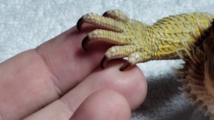 'Cutting Adult Bearded Dragon Nails (Not The First Cut!!!)'