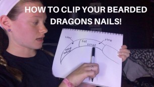 'HOW TO CLIP YOUR BEARDED DRAGONS NAILS!!'