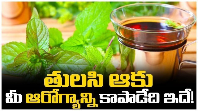 'తులసి ఆకు మీ ఆరోగ్యాన్ని కాపాడేది ఇదే! || Basil Leaves Health Benefits || Gold Star Entertainment'