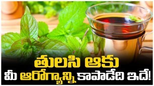 'తులసి ఆకు మీ ఆరోగ్యాన్ని కాపాడేది ఇదే! || Basil Leaves Health Benefits || Gold Star Entertainment'