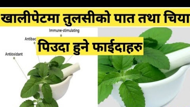 'तुलसीको महत्वपूर्ण फाईदाहरु Health benefits of holy basil || Nepali Health Tips'